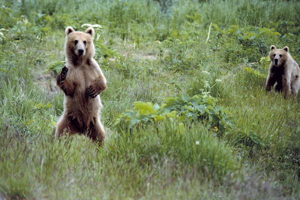 Bears: Eight Species and a Nose for Miles