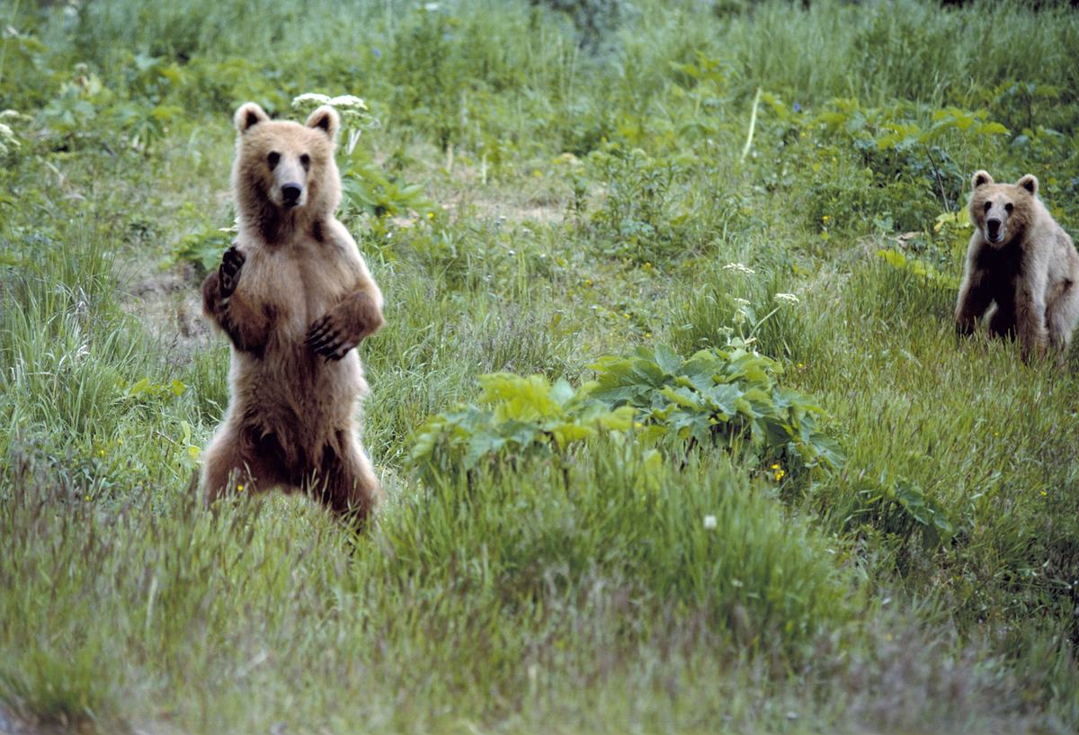Bears: Eight Species and a Nose for Miles