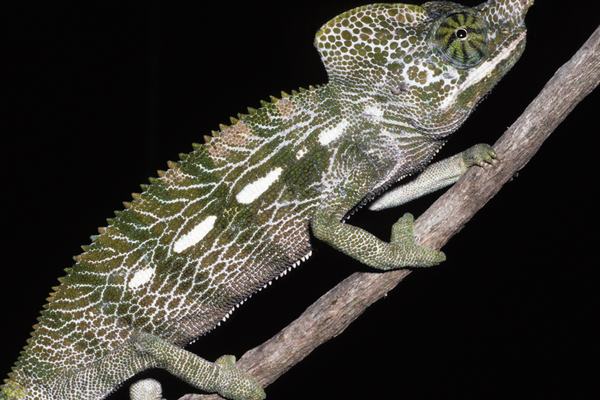 Chameleons: Independent Eyes and Tongues Like Slingshots
