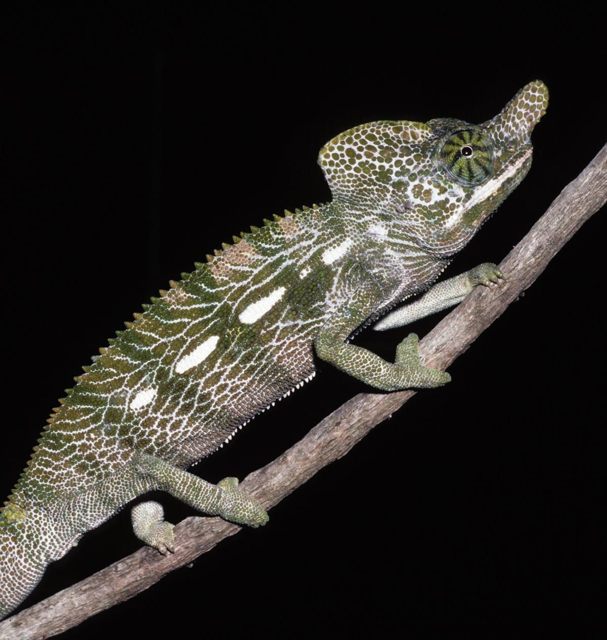 Chameleons: Independent Eyes and Tongues Like Slingshots