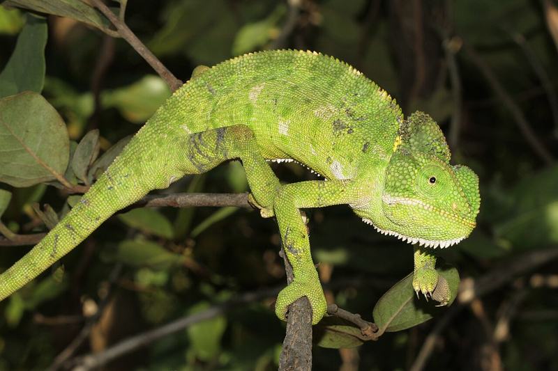 A chameleon perched on a green plant stem in India