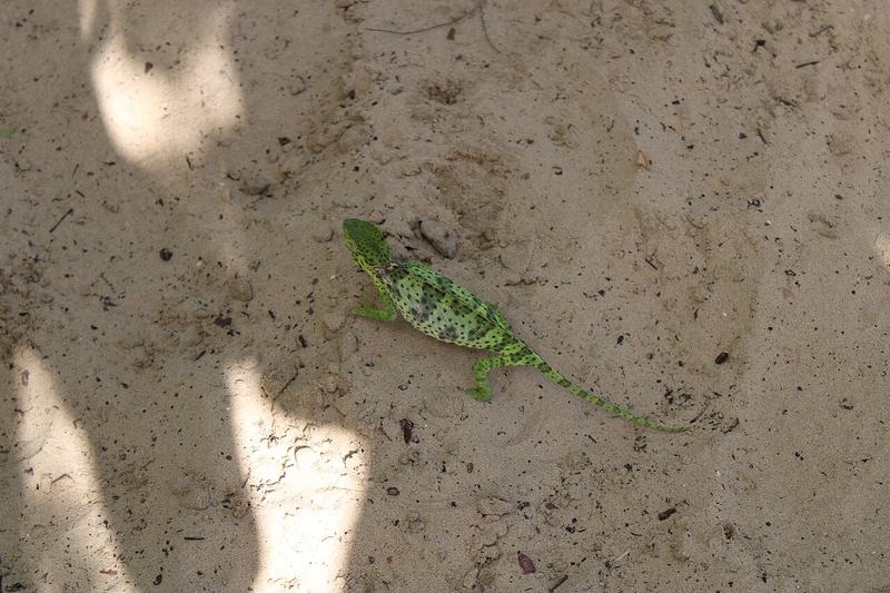 A green and brown chameleon gripping a thin branch and staring at the camera