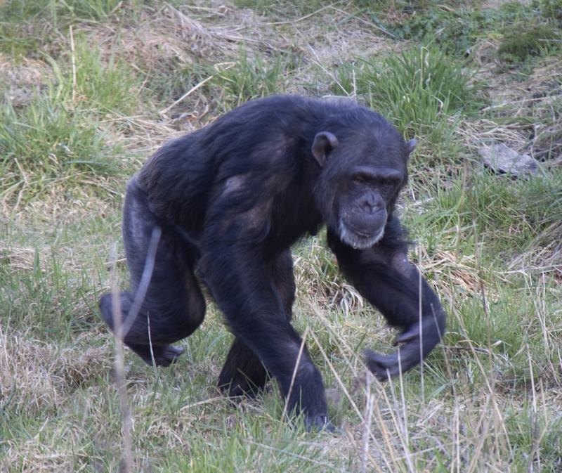 A chimpanzee sitting and gazing to one side at Dudley Zoo
