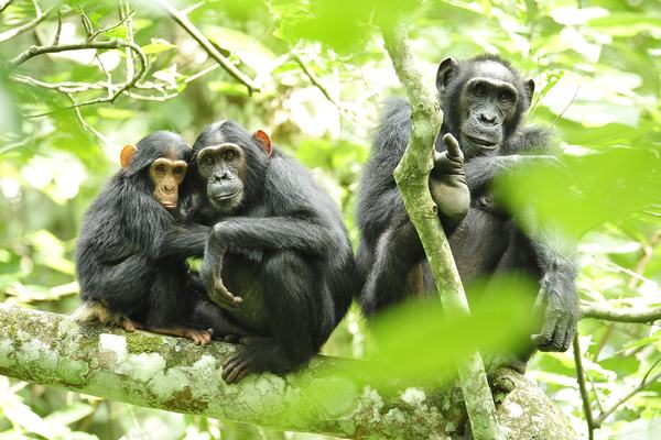Chimpanzees: Tool Users That Share Our DNA