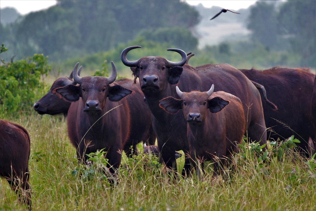 Uganda: Perla Afriky na Rovníku