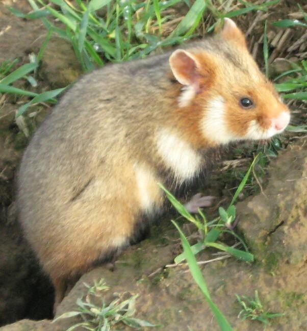 A European hamster with a black belly standing upright in short grass