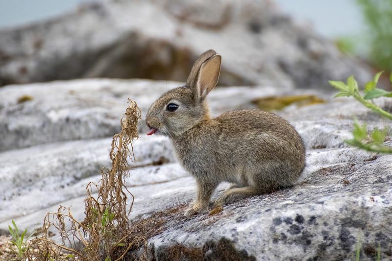 A young European rabbit sitting in short grass