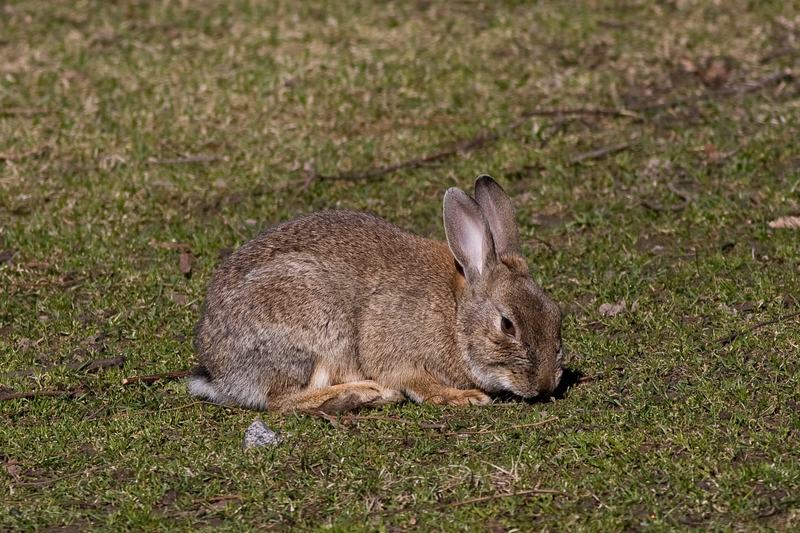 An adult European rabbit resting on grass