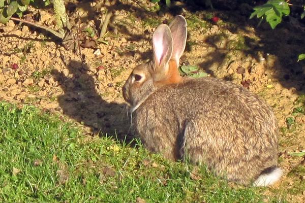 Rabbits: 28 Teeth and Eyes That See Behind Them
