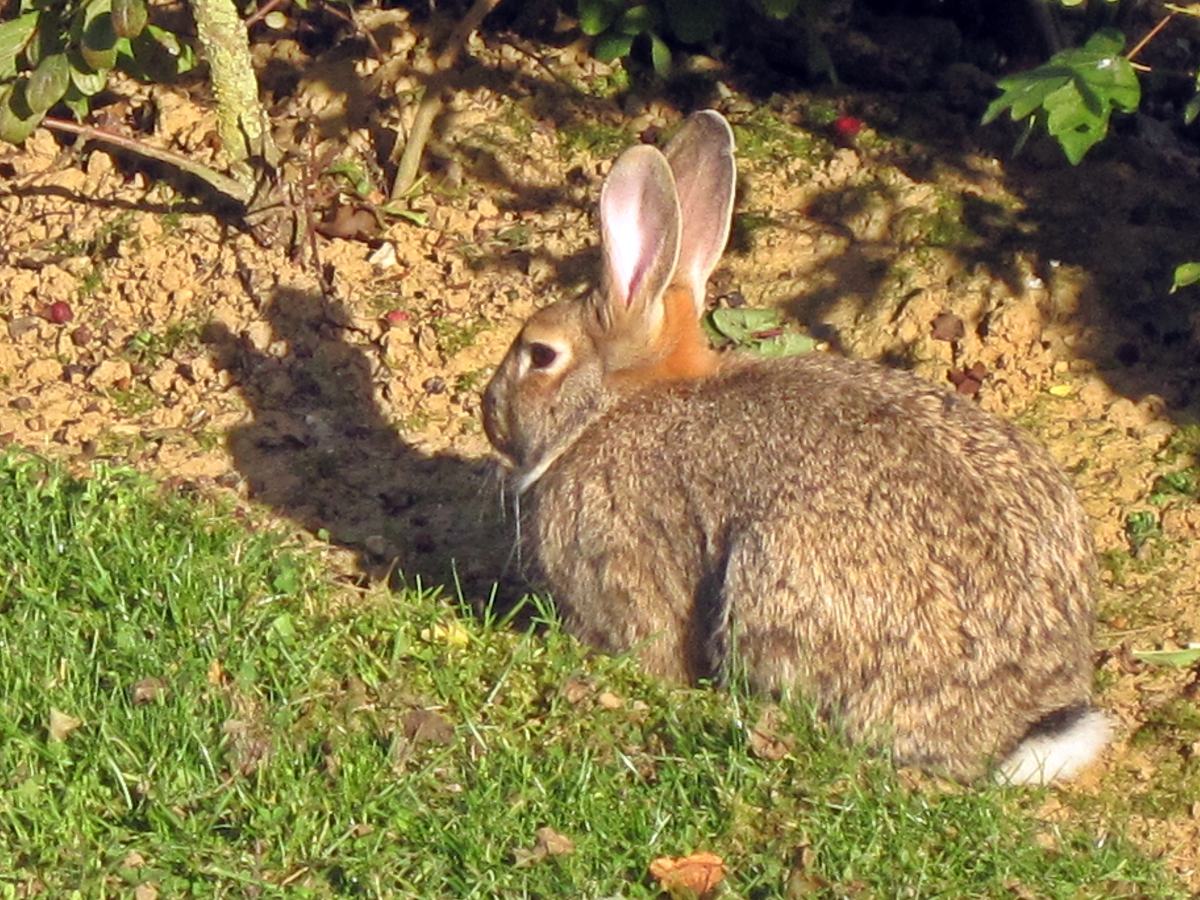 Rabbits: 28 Teeth and Eyes That See Behind Them