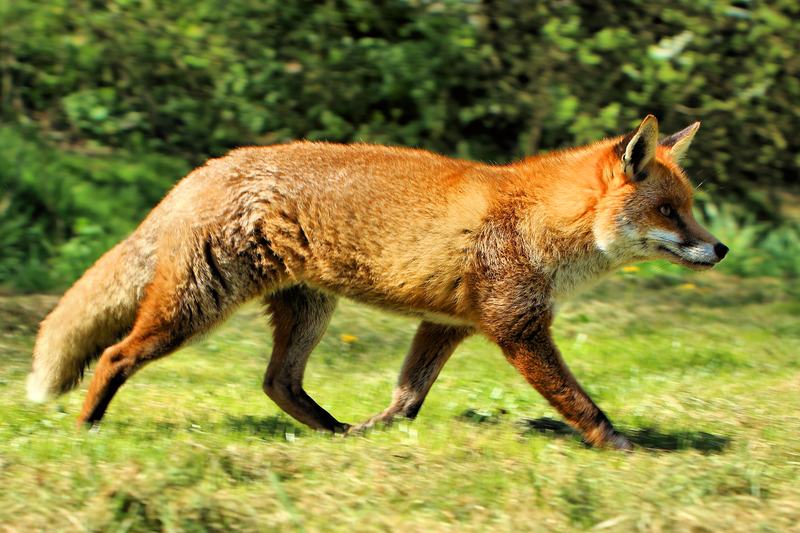 A red fox trotting across grass at the British Wildlife Centre