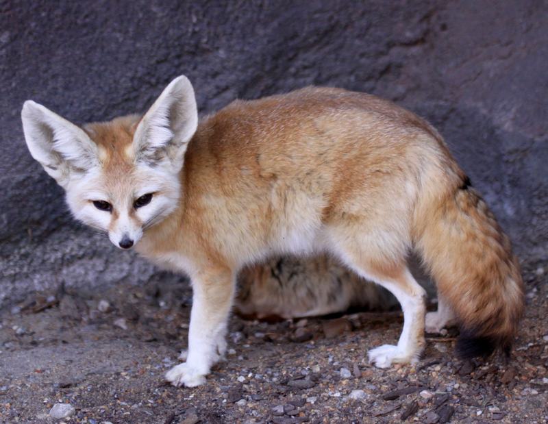 A fennec fox with very large ears seen from the side