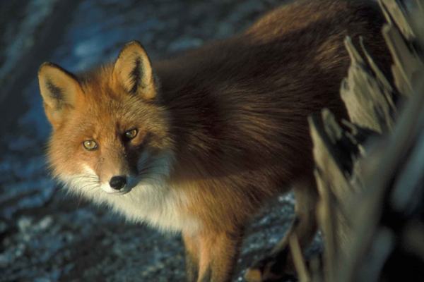 Foxes: Dogs That Borrowed the Cat's Playbook