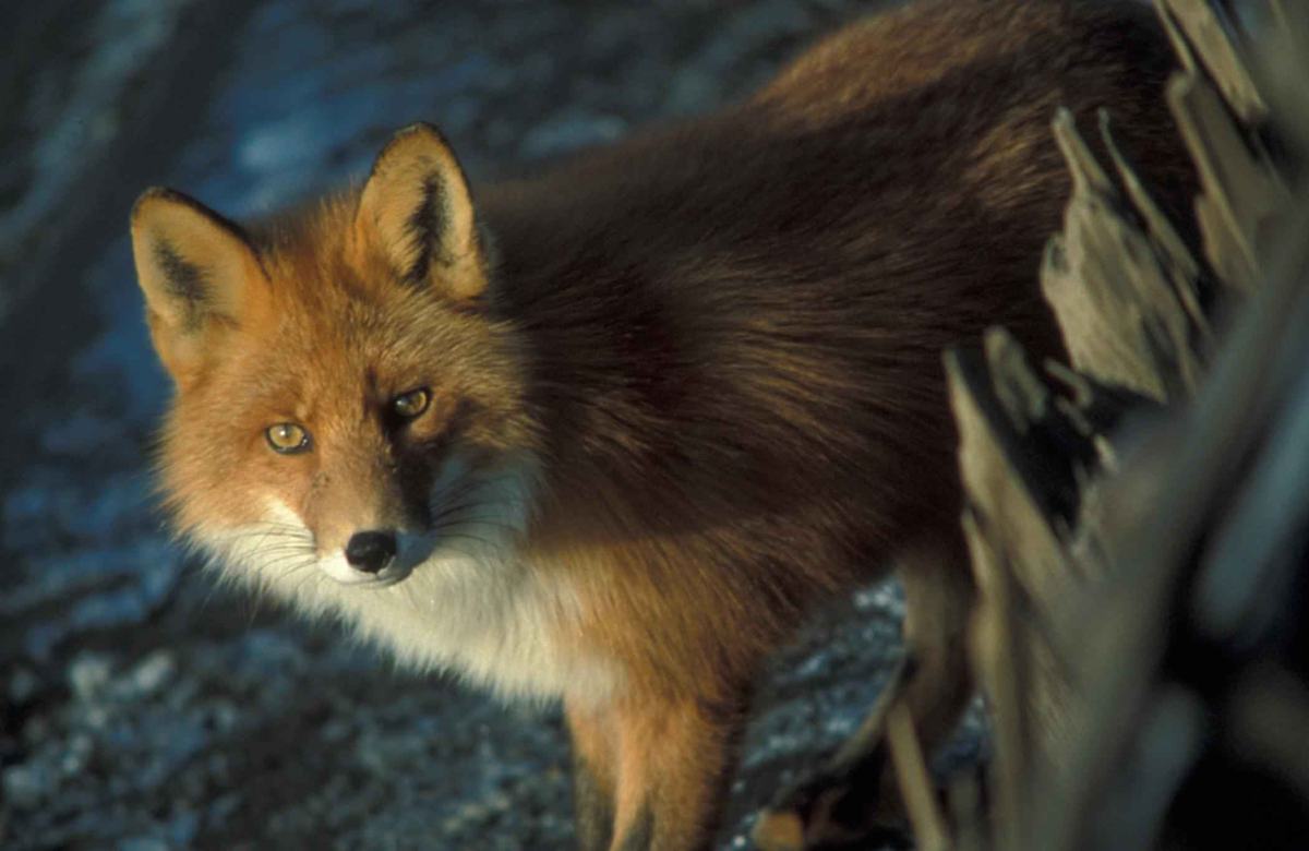 Foxes: Dogs That Borrowed the Cat's Playbook
