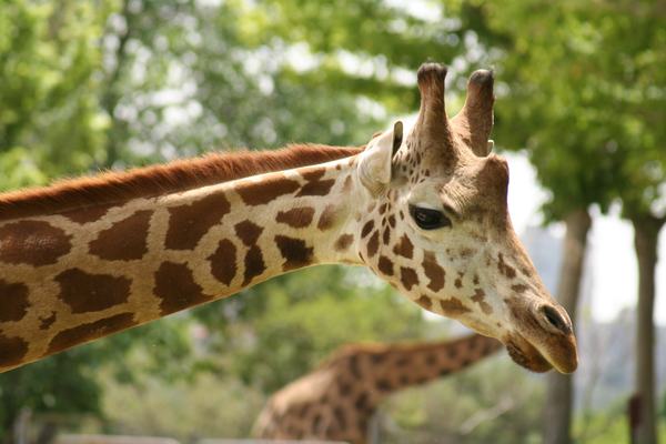 Giraffes: The Long Story Behind That Neck