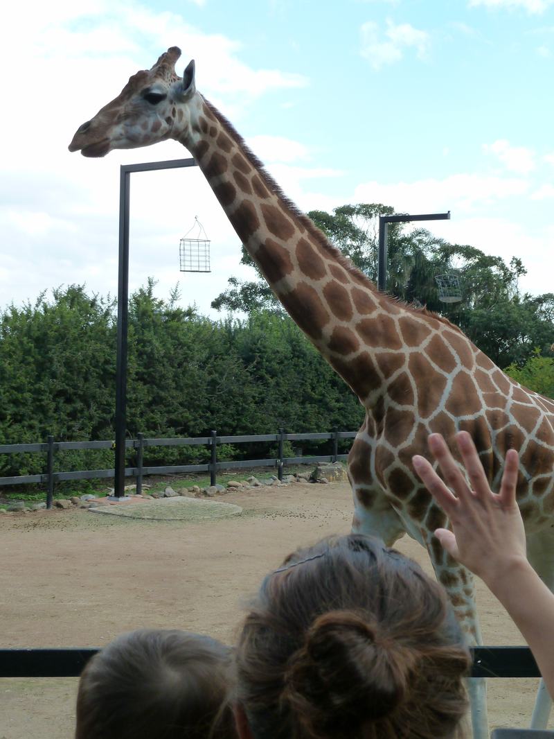 A giraffe leaning its head toward the camera at Taronga Zoo