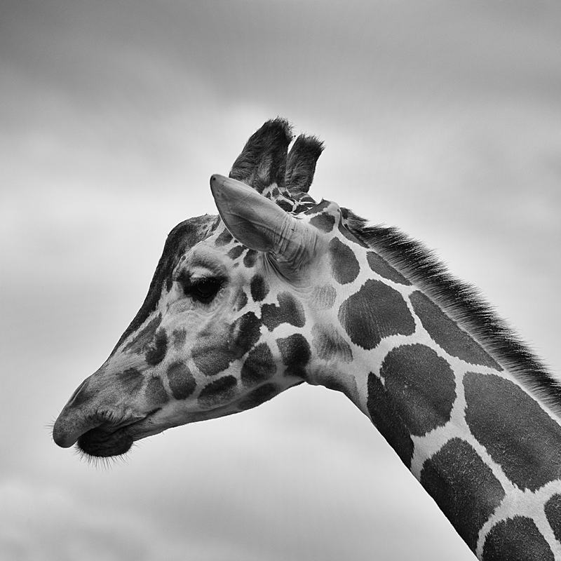 A giraffe photographed in thoughtful black and white