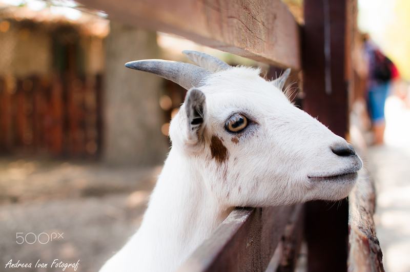 A goat with pale horns looking through a wire fence in soft evening light