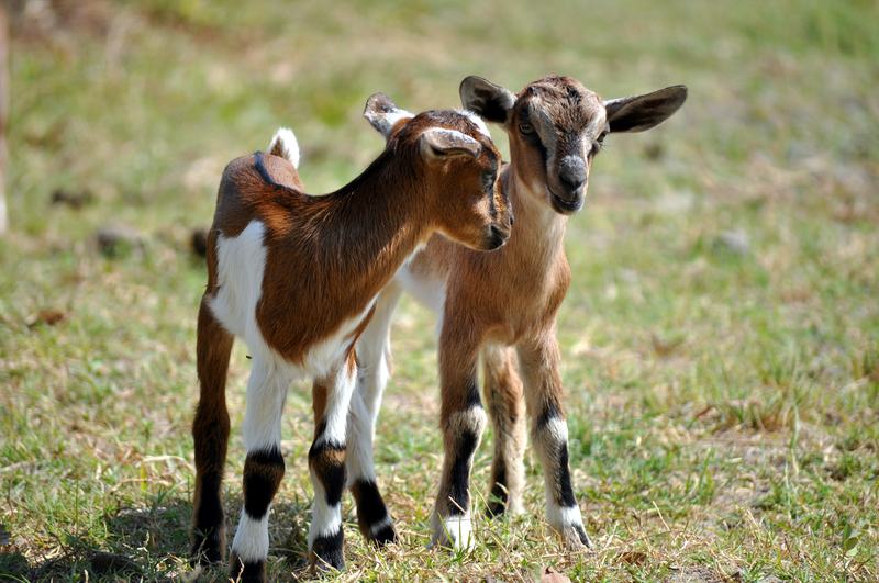 Two young goats, one brown and one black and white, standing together on grass