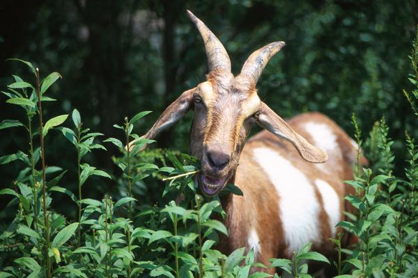 Goats: Rectangular Eyes and a Talent for Climbing