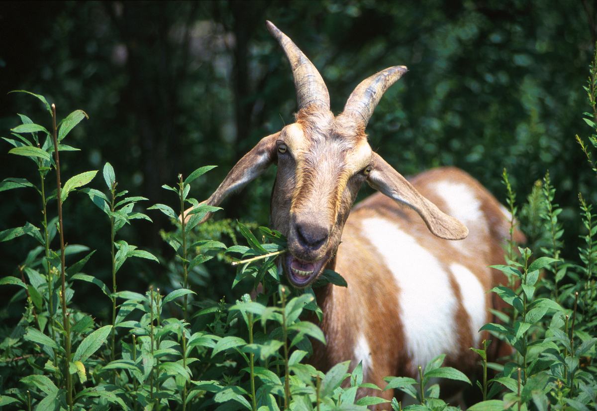 Goats: Rectangular Eyes and a Talent for Climbing