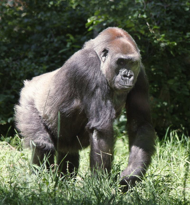 A lowland gorilla resting and looking towards the camera
