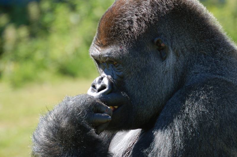 A large silverback gorilla sitting on grass at a wildlife park