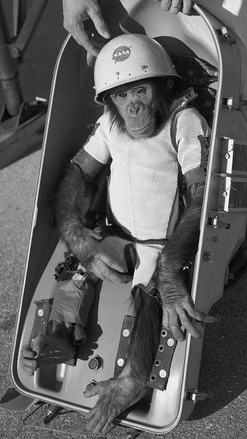 Ham the chimpanzee held upright after his 1961 spaceflight