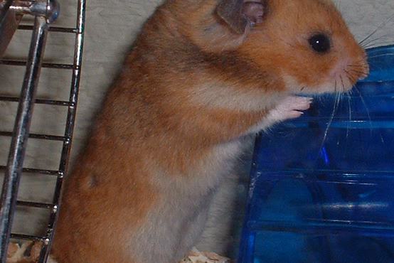 Hamsters: Cheek Pouches, Night Shifts and Solitary Lives