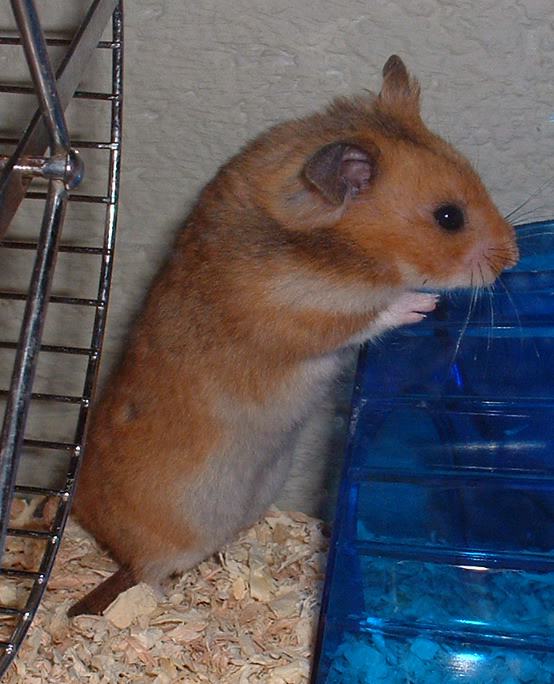 Hamsters: Cheek Pouches, Night Shifts and Solitary Lives