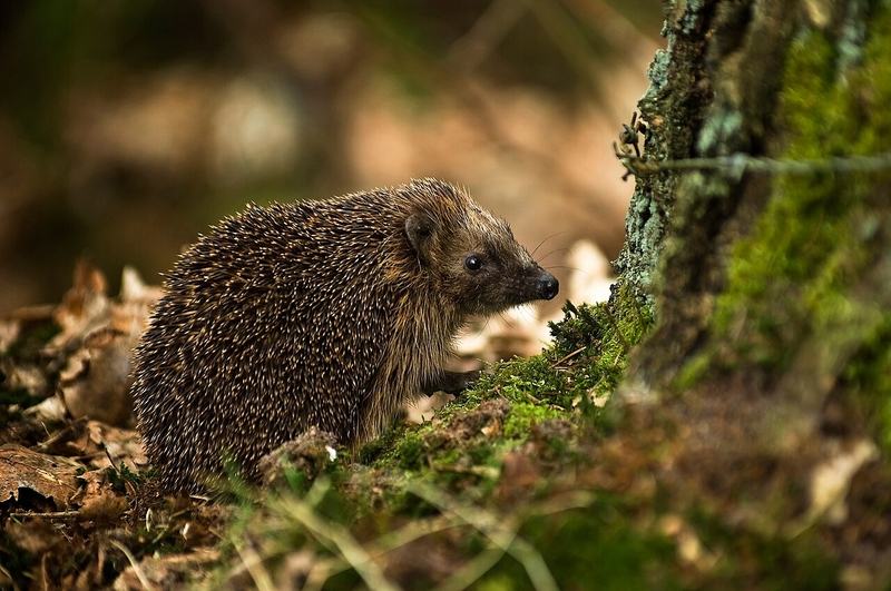 A hedgehog foraging at the base of a moss-covered tree in woodland