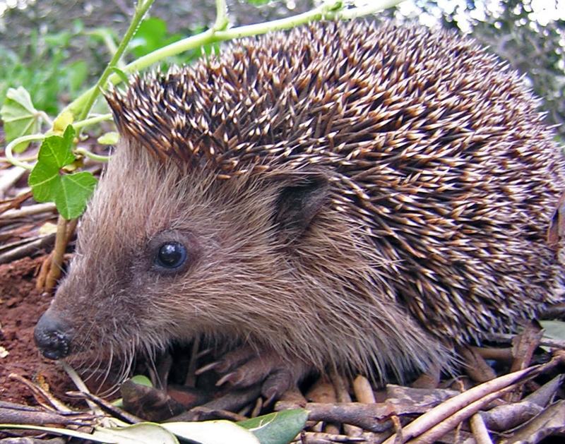 A hedgehog in close-up among twigs, showing its brown and cream spines and pointed snout