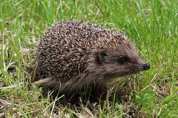 Hedgehogs: Spines, Self-Anointing and Winter Sleep