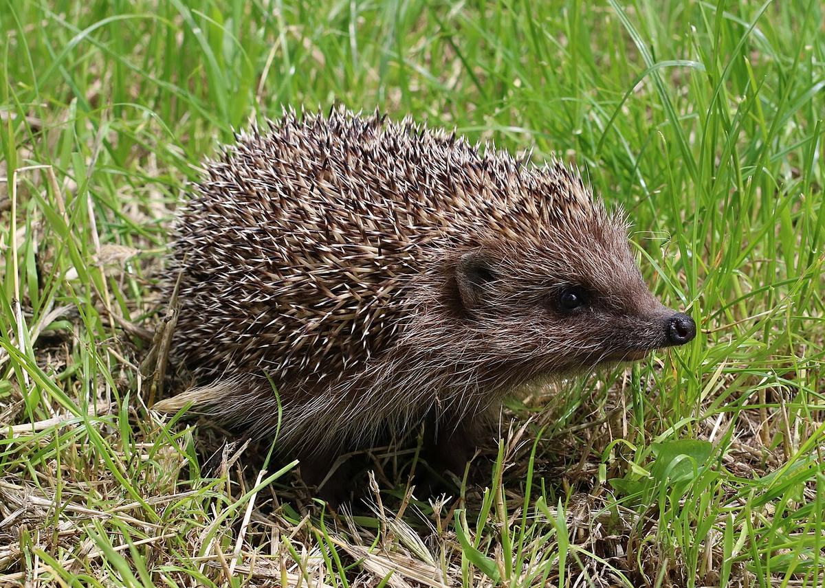 Hedgehogs: Spines, Self-Anointing and Winter Sleep