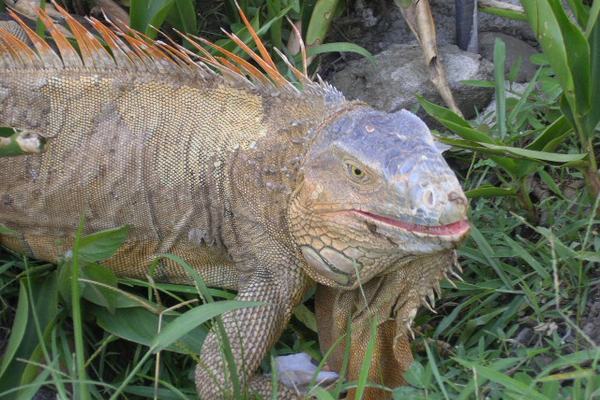 Iguanas: A Third Eye and a Talent for Falling