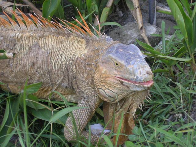 Iguanas: A Third Eye and a Talent for Falling