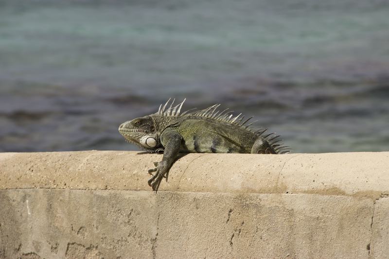 A green iguana in profile showing the loose flap of skin under its jaw
