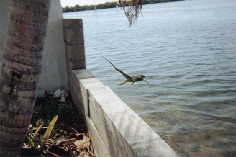 An iguana swimming with its legs tucked against its body