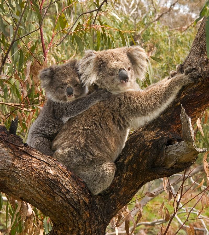A mother koala sitting in a tree with a young joey clinging to her back