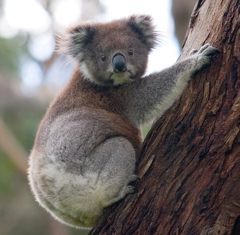 A koala clinging to a smooth eucalyptus trunk with its head turned toward the camera