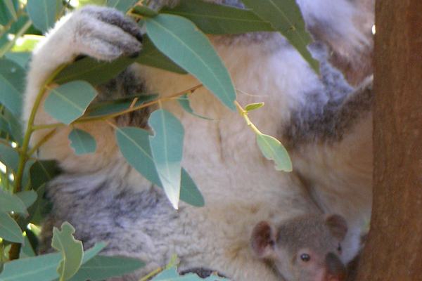 Koalas: Two Thumbs, Toxic Leaves, and 20-Hour Naps