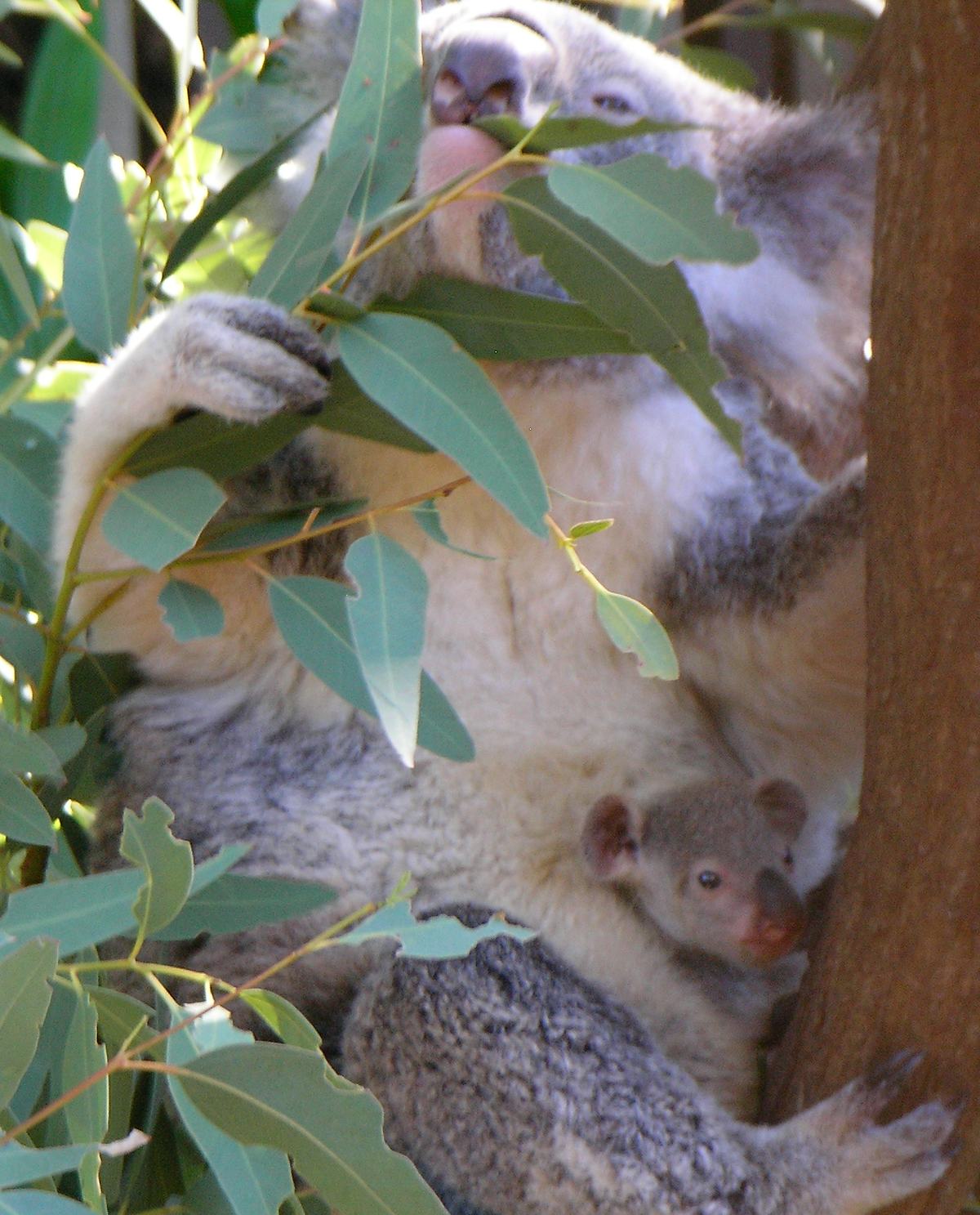 Koalas: Two Thumbs, Toxic Leaves, and 20-Hour Naps