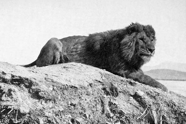 Lions: The Only Big Cat That Lives in Groups