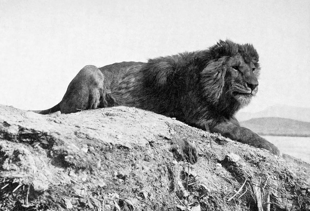 Lions: The Only Big Cat That Lives in Groups