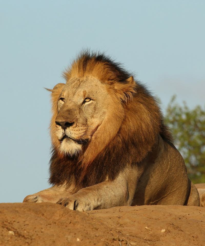 Close portrait of a male lion with a full dark mane