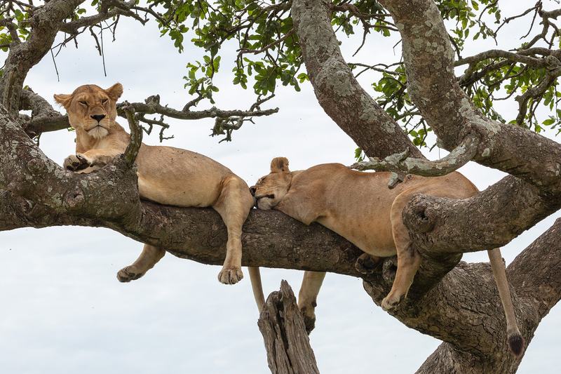 A pride of lions resting together in open grassland