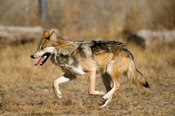 Wolves: The Pack Animals That Talk in Howls