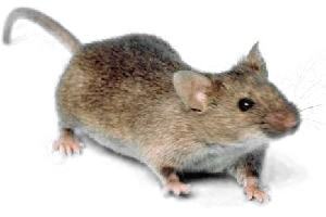 Mice: The Rodents That Sing Beyond Our Hearing