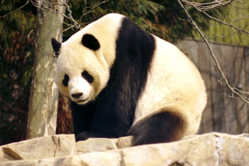 A giant panda sitting and eating a stalk of bamboo
