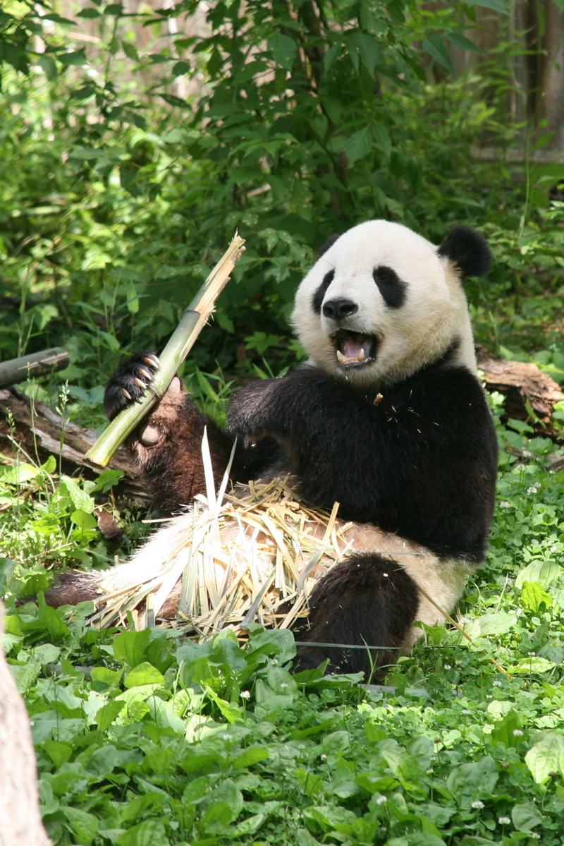 A giant panda named Tian Tian sitting upright